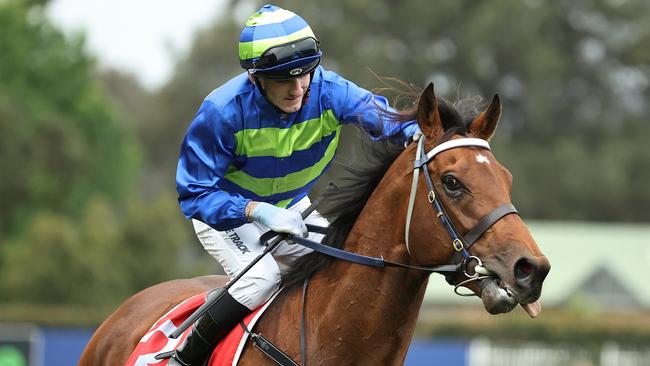 Attrition won the Hill Stakes two starts back in Sydney. Picture: Jeremy Ng/Getty Images.