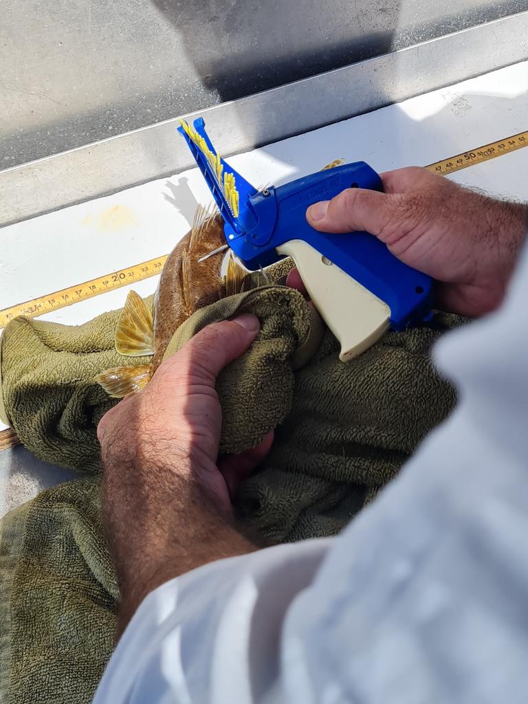 Researcher tagging a sand flathead. Picture: IMAS