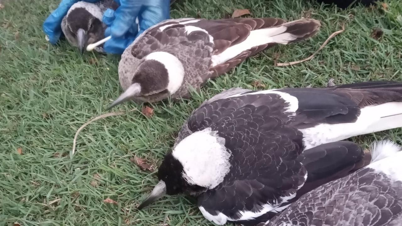 A Gympie region wildlife rescue group have warned residents to take care with using poisons after four magpies narrowly avoided death on the Cooloola Coast. Picture: Anarra Wildlife Rescue Gympie