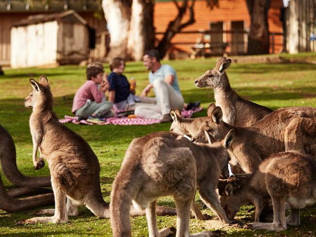 Make some animal friends at Bonorong Wildlife Sanctuary. Picture: Tourism Australia