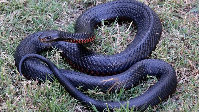 Snakes - Campbelltown City Council