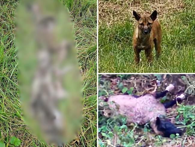 Wild dogs have left numerous carcasses strews across Gold Coast properties.