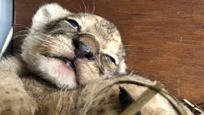 Three African lion cubs were born at Taronga Western Plains Zoo last month.