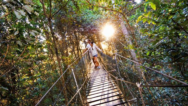 The treetop walk is 800m of suspended bridges through the O'Reilly's Rainforest and is free for the public to enjoy.