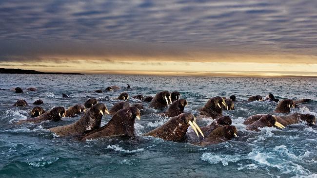 Scene from National Geographic's television documentary Great Migrations: Born To Move