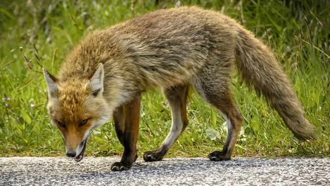 Woman mauled by fox as she slept: Photos | news.com.au — Australia’s ...