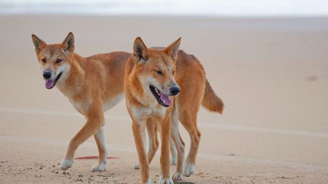 A dingo has attacked an eight-yaer-old boy on K’gari.