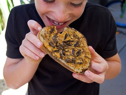 Creepy crawlies stake their claim on Aussie plates