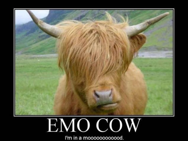 Emo cow .....