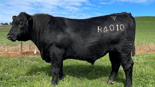 Lawson Angus Rocky R4010 sold for $130,000 at the Lawson Angus Spring bull sale this year.