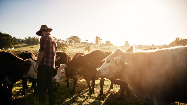 The industry with the highest proportion of the workforce comprised of contributing family workers is beef cattle farming, writes Bernard Salt. Picture: istock