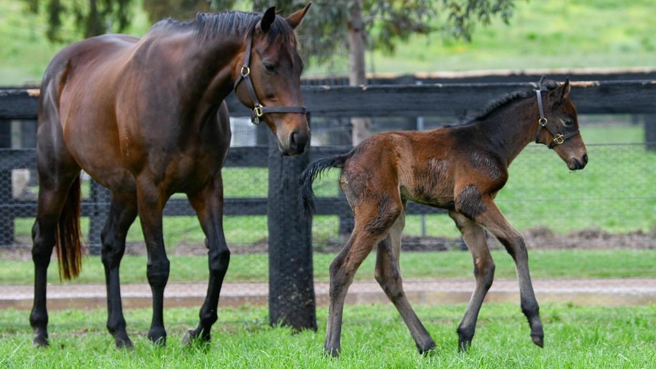The foal was born in October 2022, after Winx suffered a stillborn in 2020. Picture: Winx Ownership Group