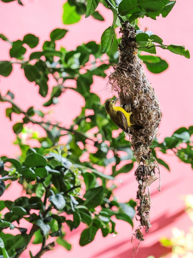 The olive-backed sunbird