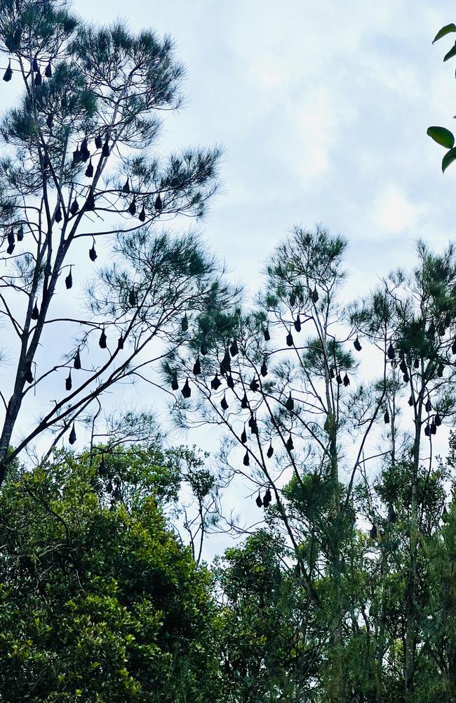 Bats at Perrin Park, Toowong, on the site of proposed vertical state school. Picture: Des Houghton