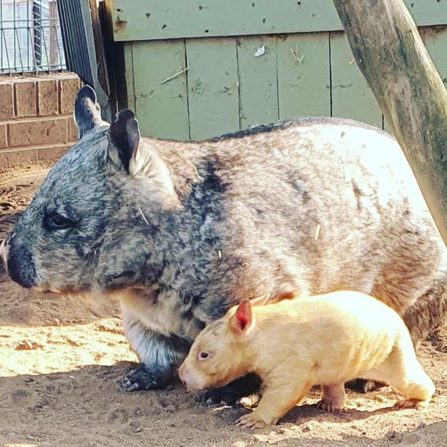 The rare golden wombat with her mother Nulai. Picture: Instagram/Julia Leonard