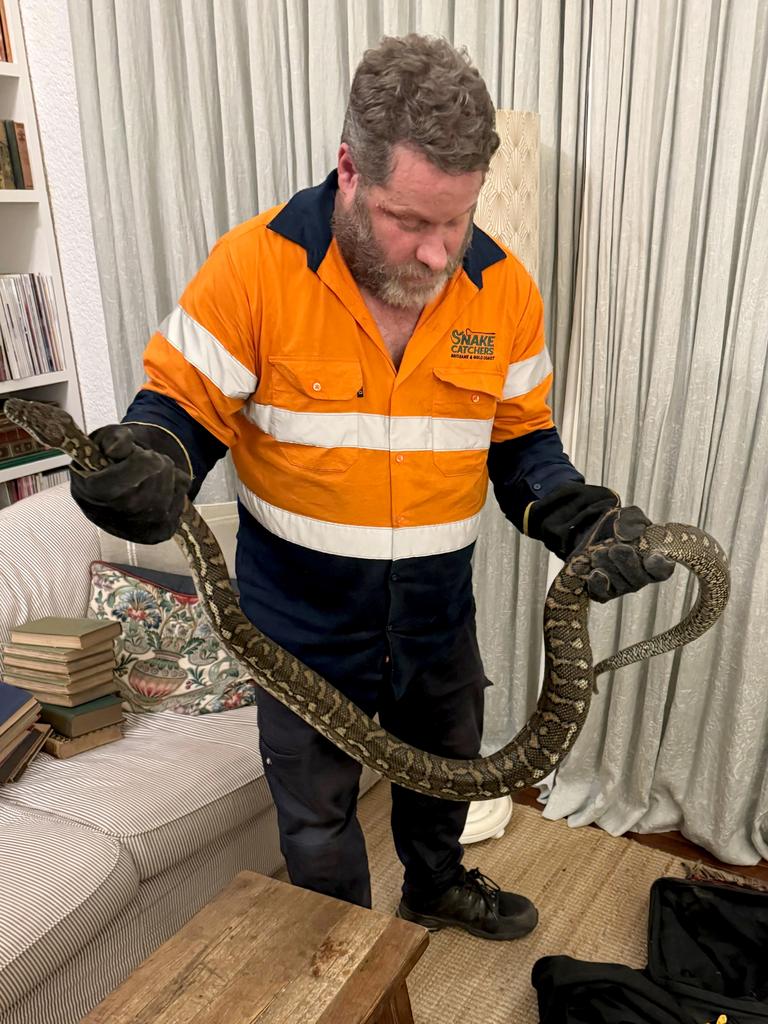 Huge snake hid in Brisbane bookshelf for days before being found in QLD ...