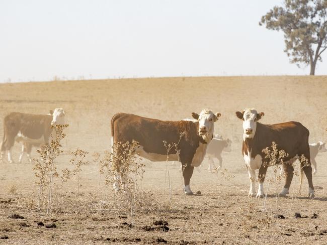 NEWS: Dry Conditions Robert ReidPICTURED: Robert Reid on his farm near Howlong.Picture: Zoe Phillips