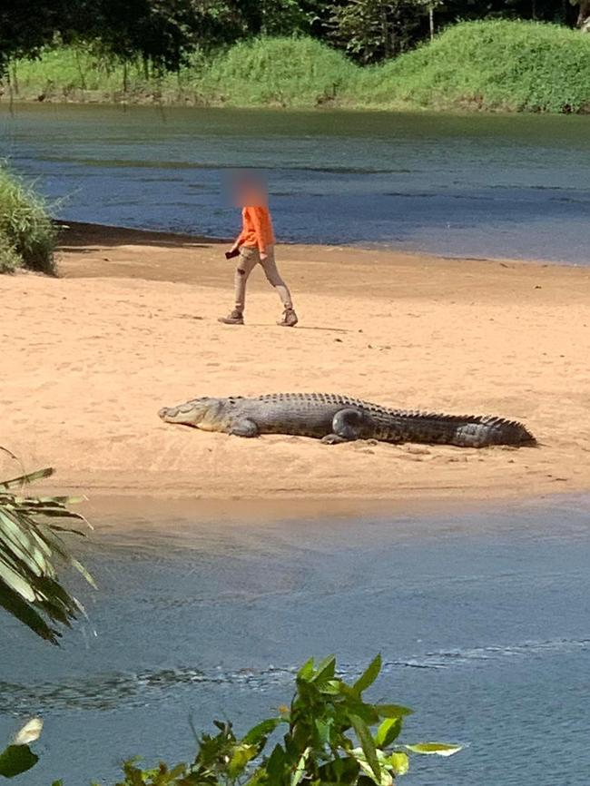 An alarming photo of a man with a phone in his hand standing only metres away from a Far North croc has angered the internet with some worried this will impact the animal. Picture: Supplied