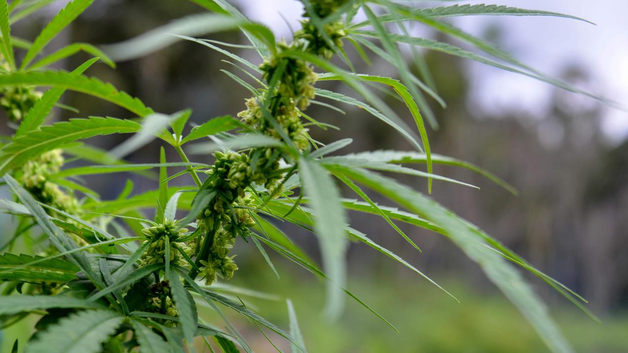 Queensland man charged with growing commercial quantity of cannabis in ...