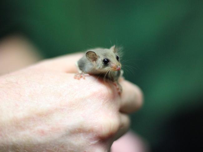 Taronga Zoo: New Feathertail Glider joeys born | Daily Telegraph