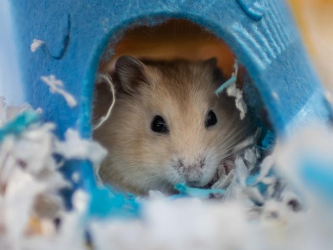 HONG KONG, CHINA - JANUARY 20: A hamster sits in a cage after being adopted by volunteers who stopped an owner from surrendering it to the government outside the New Territories South Animal Management Centre on January 20, 2022 in Hong Kong, China. Hong Kong's pet shop owners have criticized but complied with a government decision to cull hamsters and temporarily ban imports of small animals over possible Covid-19 transmission links to humans. Though no existing literature suggests a link, the territory will proceed with the cull, angering many pet owners and animal rights advocates. (Photo by Louise Delmotte/Getty Images)