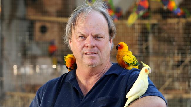 Kallangur backyard bird breeder gets wings clipped by Moreton Bay ...