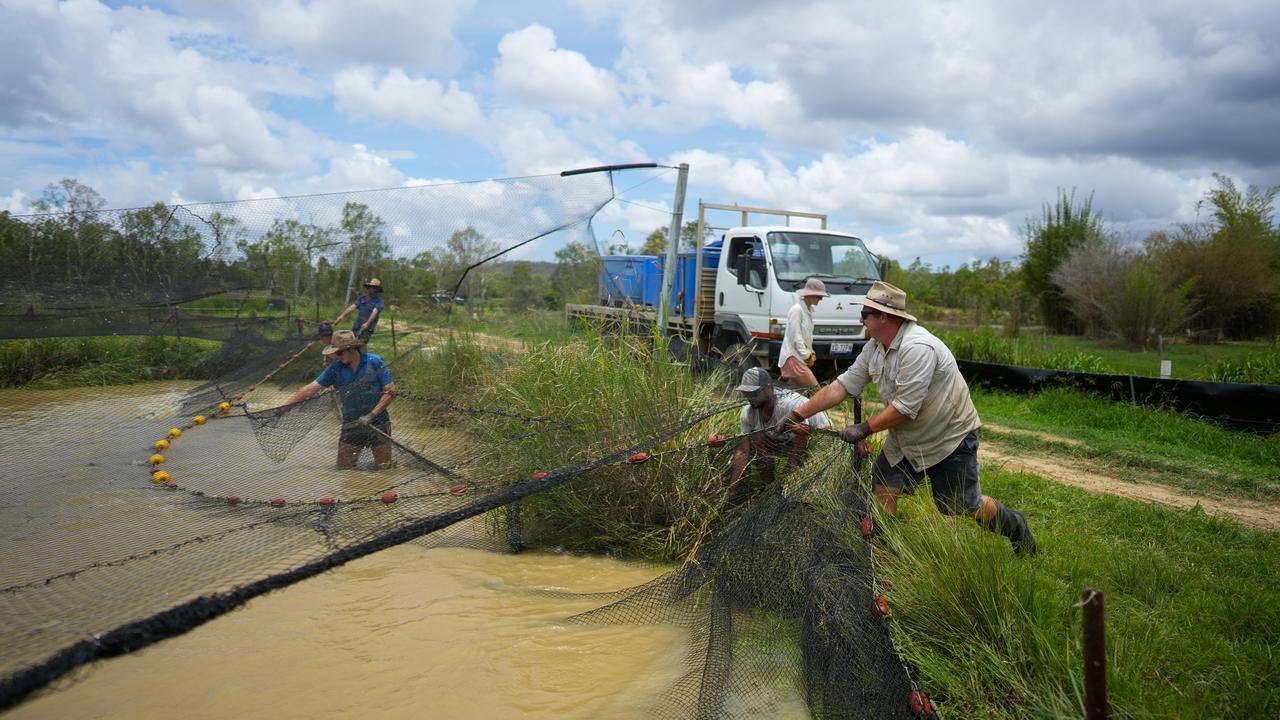 Rob Ingersoll dragging the net to bring what’s left of the Barra in the pond. Picture: Nuno Avendano