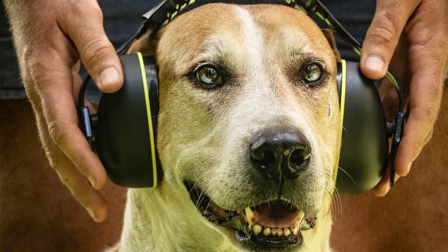 Wobbly the dog hates fireworks, and would probably wag his tail a lot if Cracker Night was banned. Picture: Glenn Campbell