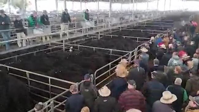 Yea Cattle Sale, May 24 2024