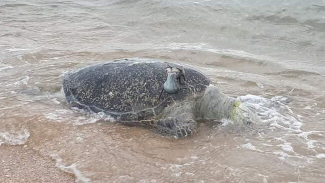 A boat strike is believed to have killed this green turtle in Moreton Bay earlier this month. Photo. Turtles of Moreton Bay