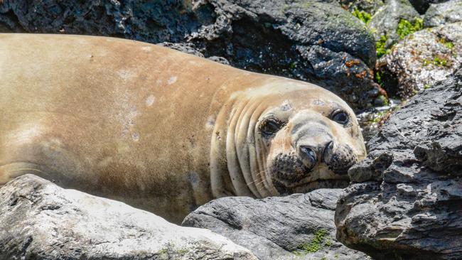 Elephant seal at Maatsuyker Island. Picture: Peter Marmion