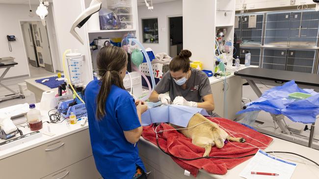 Pete, the pug, undergoing surgery after his eye popped out of its socket. Picture: Mark Cranitch