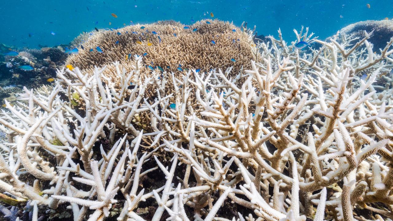 Qantas on-board fight to save Great Barrier Reef | The Courier Mail