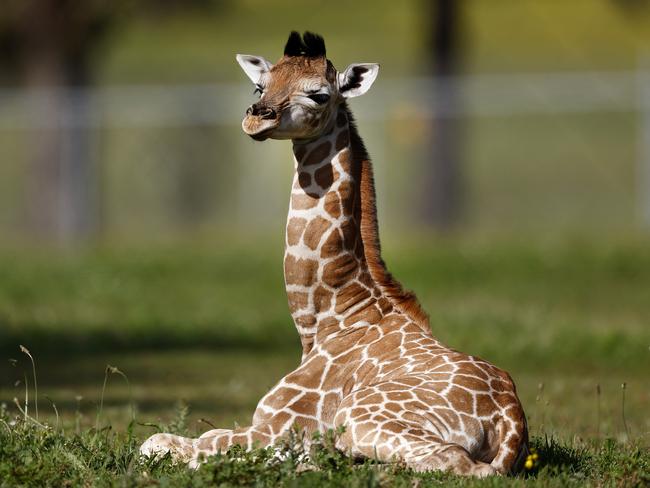 **EXCLUSIVE FOR THE DAILY TELEGRAPH**  DAILY TELEGRAPH OCTOBER 3, 2024. 2-week-old baby Giraffe Goti at Hunter Valley Wildlife Park. Picture: Jonathan Ng