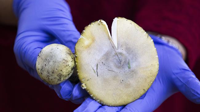 A fully grown DeathCap and a baby Deathcap. Picture: Sarah Matray.