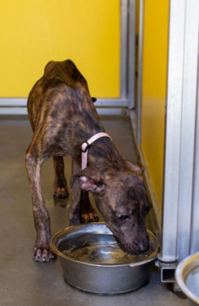 A Caboolture woman has pleaded guilty to neglecting three puppies and their mother after authorities found them emaciated. Picture: RSPCA