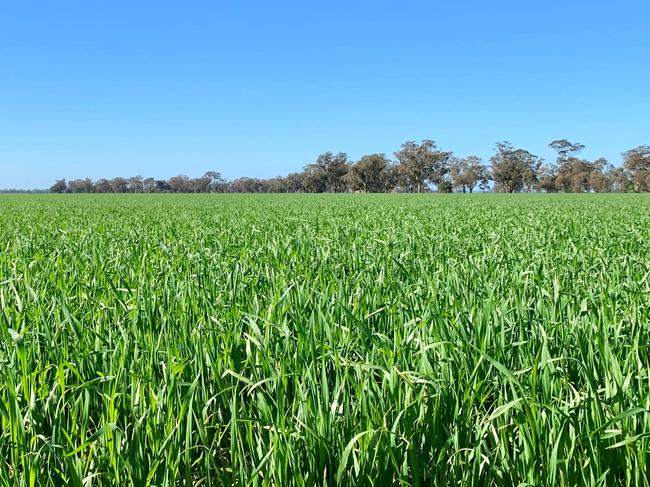 Wheat crop near Lockington in northern Victoria on July 31, 2019. Picture: JAMES WAGSTAFF