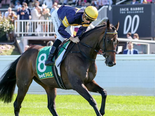 Emissary (GB) ridden by Blake Shinn heads to the barrier before the bet365 Geelong Cup at Geelong Racecourse on October 19, 2022 in Geelong, Australia. (Photo by George Sal/Racing Photos via Getty Images)