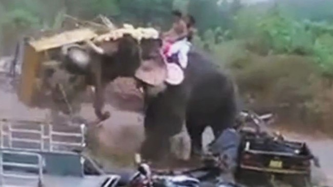 Elephant goes on rampage in India