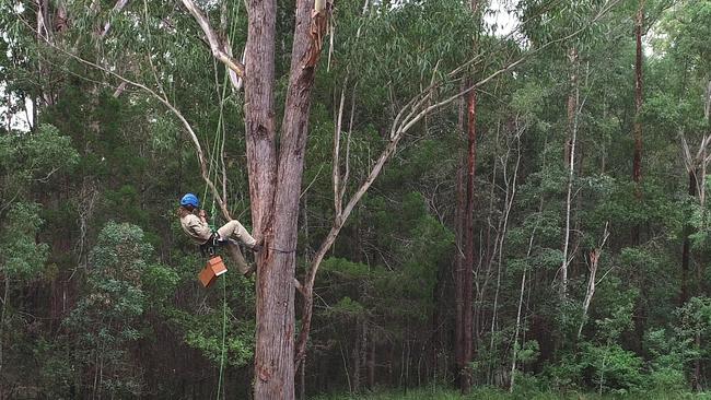 Nature Conservation Council ecologist Peter Knock installing sound technology to track the barking owl in Bungawalbin.