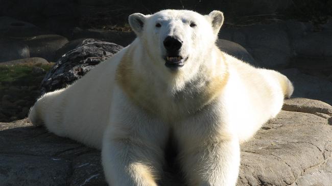 Liya was a popular attraction at the park.