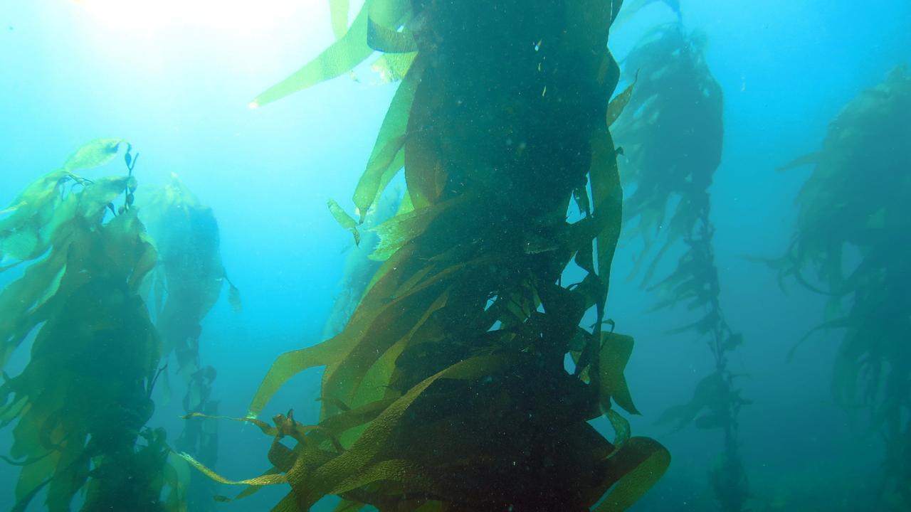 Planted super kelp that are thriving at one of the restoration trial sites, one year after being planted. Tasmania Giant Kelp Restoration, , Over 95% of giant kelp has disappeared from the east coast of Tasmania due to warming ocean temperatures. OzFish are working with project partners on the Kelp Tracker Ap which allows recreational fishers and community members to log their sightings of endangered and disappearing giant kelp (Macrocystis pyrifera). Sightings are then verified by scientists and over time this data will help to create a map of the remaining giant underwater forests. This helps scientists to locate and study the remnant giant kelp which can identify patches that might harbour warm water-tolerant kelp, and locate areas that might be suitable for habitat restoration. Picture:Cayne Layton