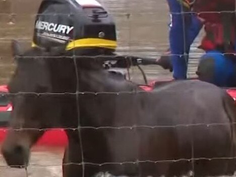 Horse saved from floods. Picture 7 News