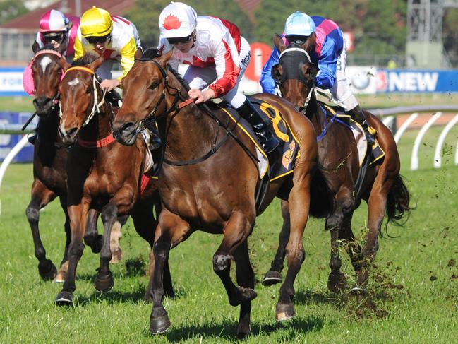 Photographer: Simon Bullard. Race 2 SCHWEPPES HANDICAP (4YO&UP BM84) - 1900m. Winner 'Maurus' ridden by Kerrin mcEvoy.