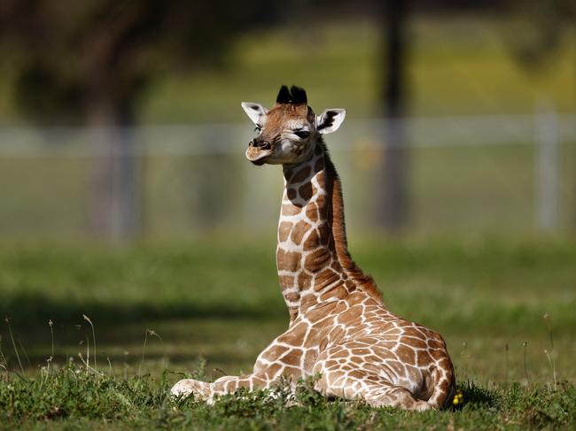 The male calf weighs 80 kilos and stands six feet tall, less than three weeks after birth. Picture: Jonathan Ng