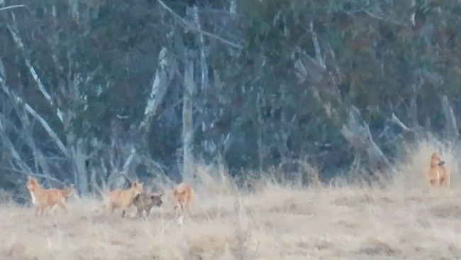 This family of dingoes is less than 100m from the cattle herd.