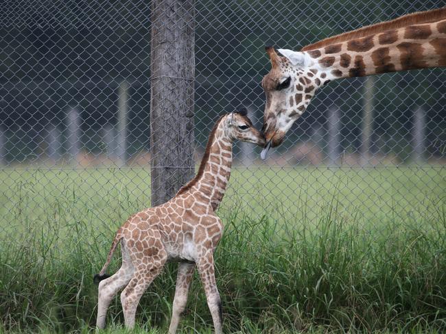 ***EXCLUSIVE FOR SATURDAY TELEGRAPH FEB 6, 2016*** Job ID PD593914: The birth of a baby Rothschild giraffe at Mogo Zoo at 10.45 am on 27 January 2016 has everyone excited. . Mum, Shani is an exceptional mother and one of the youngest recorded females to give birth (she was just over 3). The giraffes are an important part of the Australasian breeding program. Friday 29th January 2016.Picture Gary RamageTo:Mother: Shani born on 21/03/2006 Melbourne Zoo (parents Twiga & Makulu)Father: Ijuma from Orana Park, Christchurch, NZOther offspring:Manzi: born in 2010, female, gone to Altina Wildlife Park GriffithShaba: born in 2011, male, gone to National Zoo CanberraBinti: born in 2013, female, residing at Mogo ZooTuli: born in 2014, female, residing at Mogo ZooNotes:Endangered: population decreasingScientific Name: Giraffa camelopardalis ssp. rothschildi