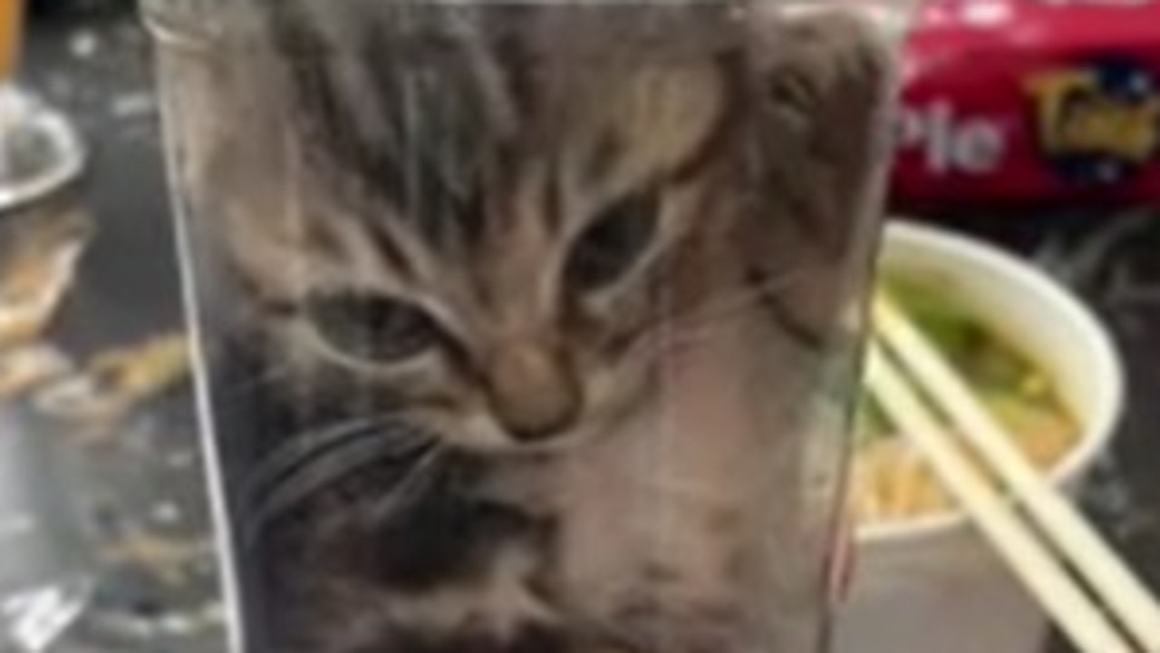 Cat carried inside cup in Vietnam