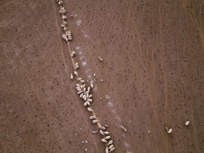 The food stocks of many farmers have been depleted in the drought. Sheep are given a feed of Cotton Seed on the Taylor family farm in Coonabarabran, NSW. Picture: Brook Mitchell/Getty Images