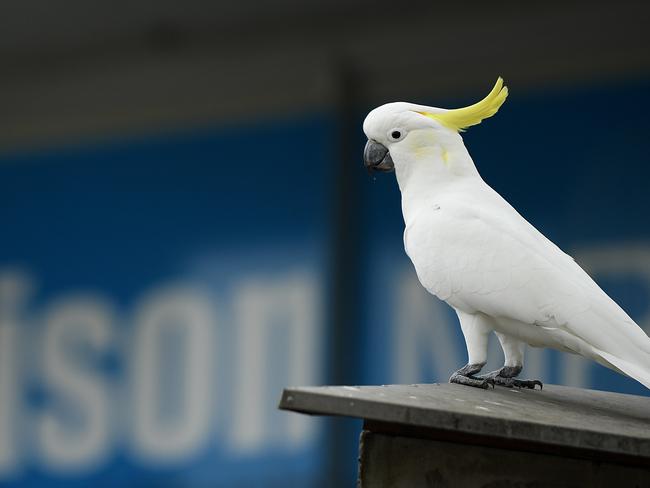 SYDNEY, AUSTRALIA - NCA NewsWire Photos SEPTEMBER, 18, 2020: A cockatoo seen outside Prime Minister Scott Morrison's electoral office in Cronulla, Sydney. Picture: NCA NewsWire/Joel Carrett